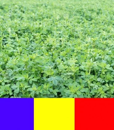 Seminte de lucerna Dobrogea, Tratata , sac 10 kilograme + 25lei/transport