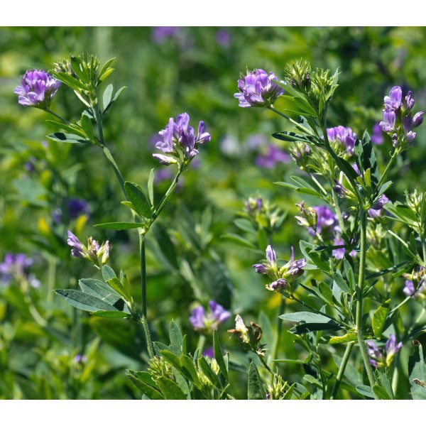 Seminte de lucerna Madalina,  netratata C1 sac 25kg+5kg Black Friday 2026 Limitat