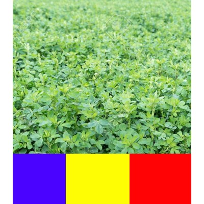 Seminte de lucerna Sandra 25kg +5kg Black Friday 2026 Limitat