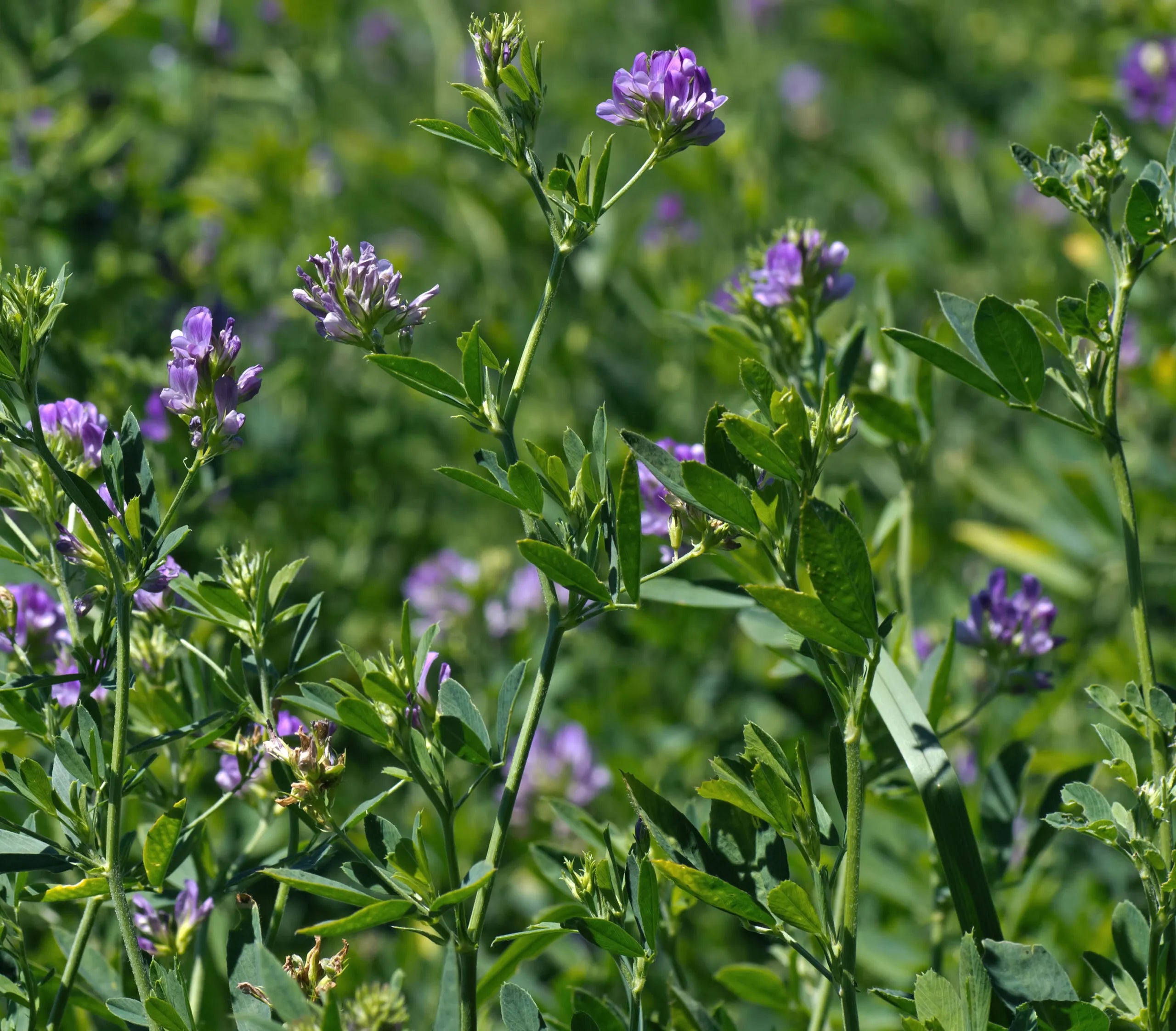 Semințe de lucernă ILEANA sac 10KG